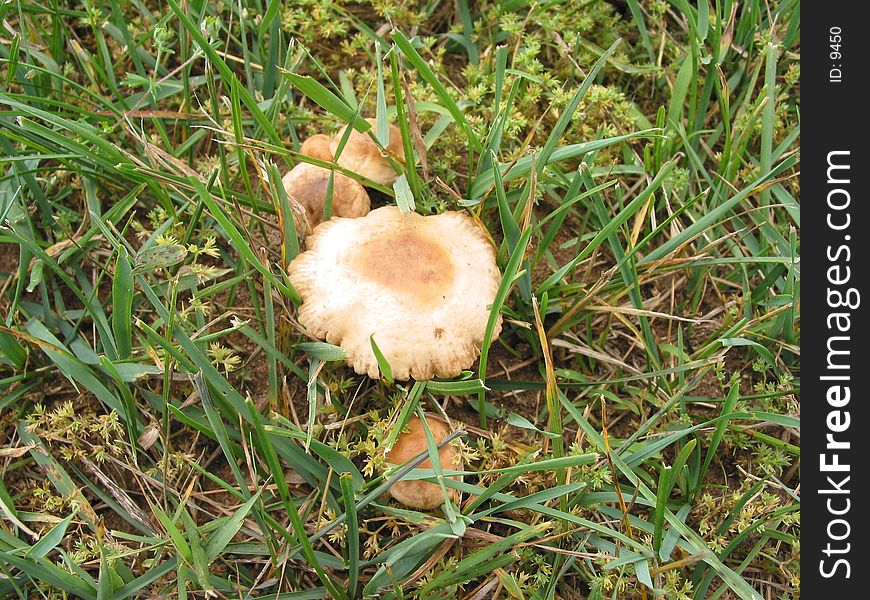 Wild Mushroom – 2