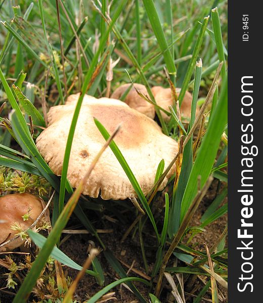 Wild Mushroom – 3