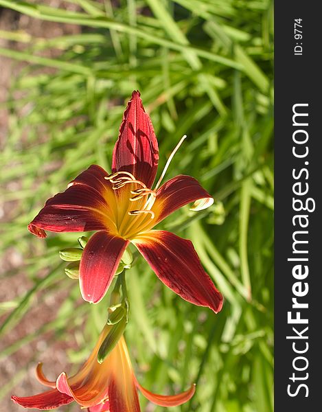 Deep red lilly in a flower garden. Bloom is framed by greenery in the background