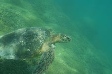 Green Sea Turtle Photo Royalty Free Stock Image Green Sea Turtle Photo Royalty Free Stock Image