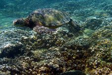 Sea Turtle Photo Royalty Free Stock Image Sea Turtle Photo Royalty Free Stock Image