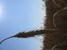 Wheat Spike I Stock Image Wheat Spike I Stock Image