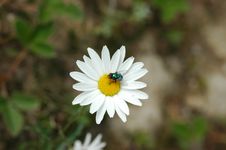 Bee With White Flower Royalty Free Stock Photos Bee With White Flower Royalty Free Stock Photos