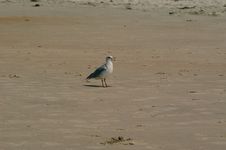 Seagull On Beach Royalty Free Stock Photography Seagull On Beach Royalty Free Stock Photography