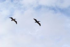 Pelicans In Flight Stock Photo