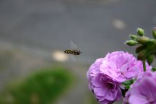 Flying Bee Stock Photos