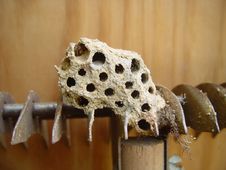Hornet Nest Royalty Free Stock Photos