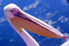 Big Mouth Bird Royalty Free Stock Image Big Mouth Bird Royalty Free Stock Image
