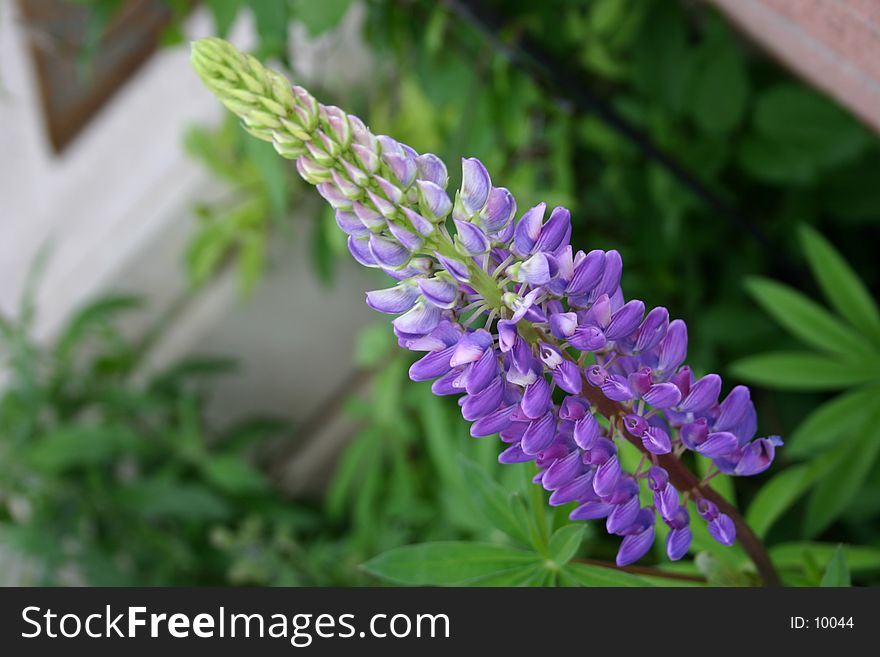 Lupin blooming in my garden. Lupin blooming in my garden