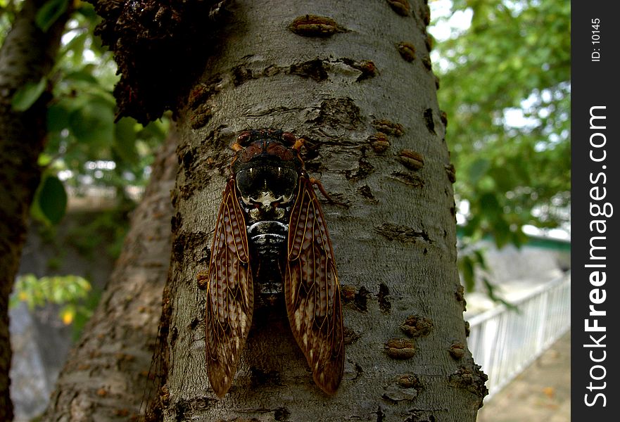 Cicada