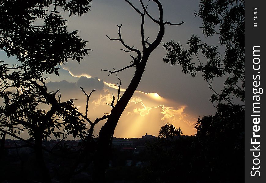 A picture of a stormy sunset viewed thorugh some live trees with the silhouette of a dead tree in center stage.