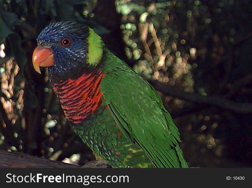 Close-up of a perched Lorikeet