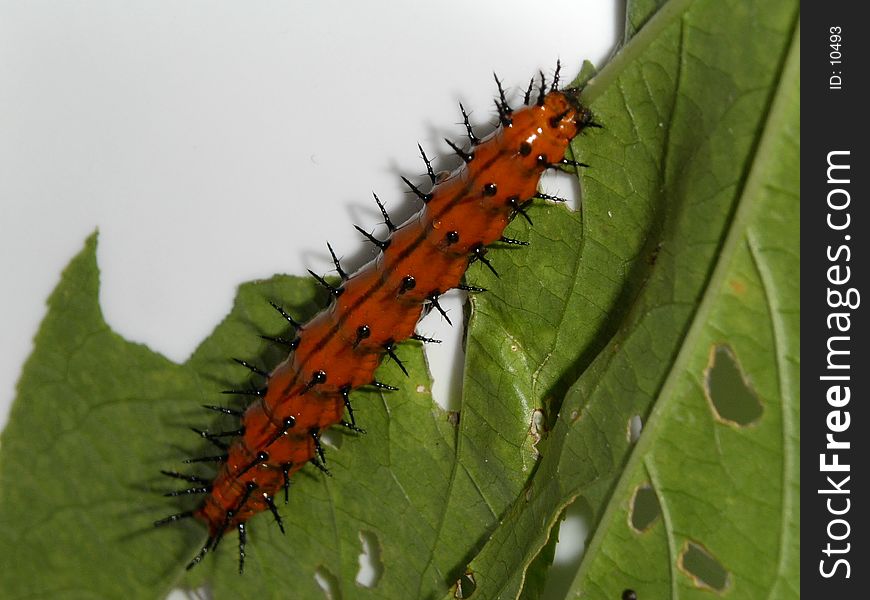 This caterpillars & his friends ate all the leaves off of my passion flower plant. This caterpillars & his friends ate all the leaves off of my passion flower plant.