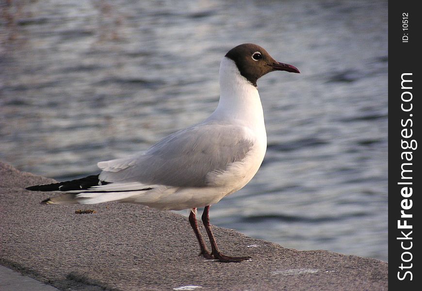 Hooded Gull (Norway)