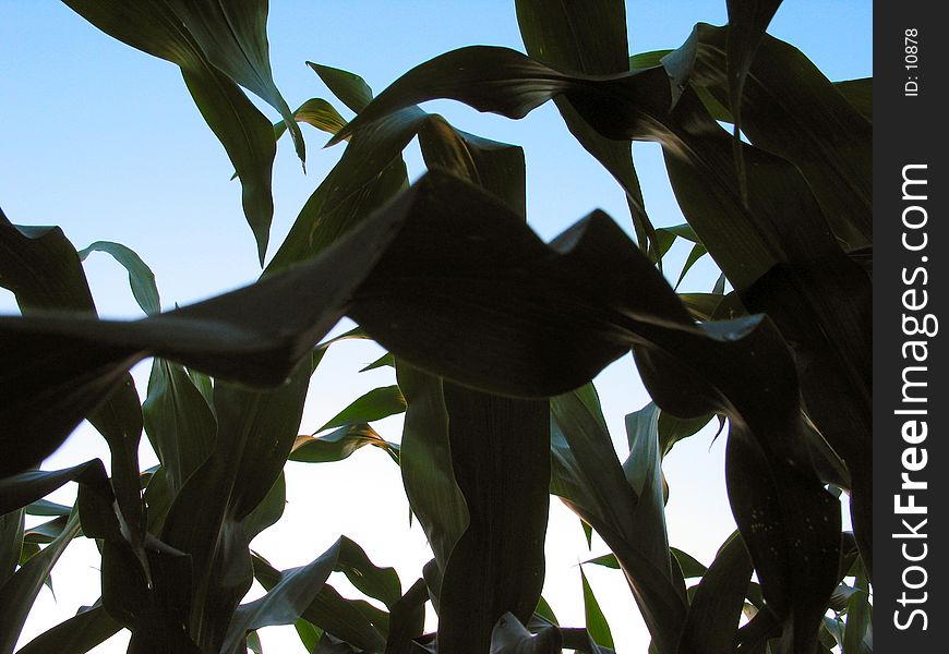 This photo was taken from a corn field in central Illinois. The time was early Summer just before the heavy rains. This photo was taken from a corn field in central Illinois. The time was early Summer just before the heavy rains.