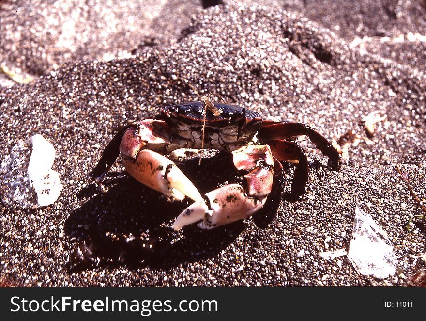 A crab walked up to us on the beach. He didn't seem to be scared. He later burried himself in the sand. Shot with Kodachrome 64 slide film and scaned from Negative.