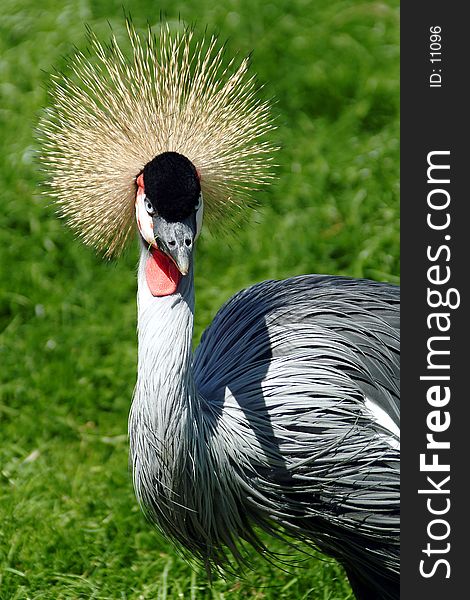 Great crested crane. Great crested crane