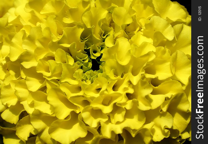 Macro shot of green-centered, yellow marigold in full bloom