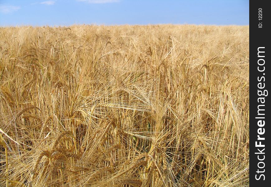 Wheat field short before harvest. Wheat field short before harvest