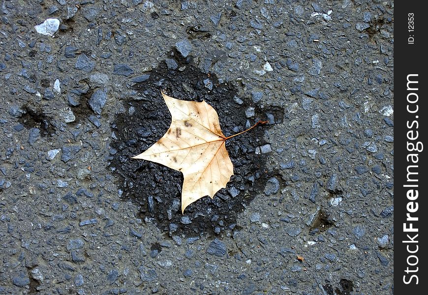 Dead leaf on ground