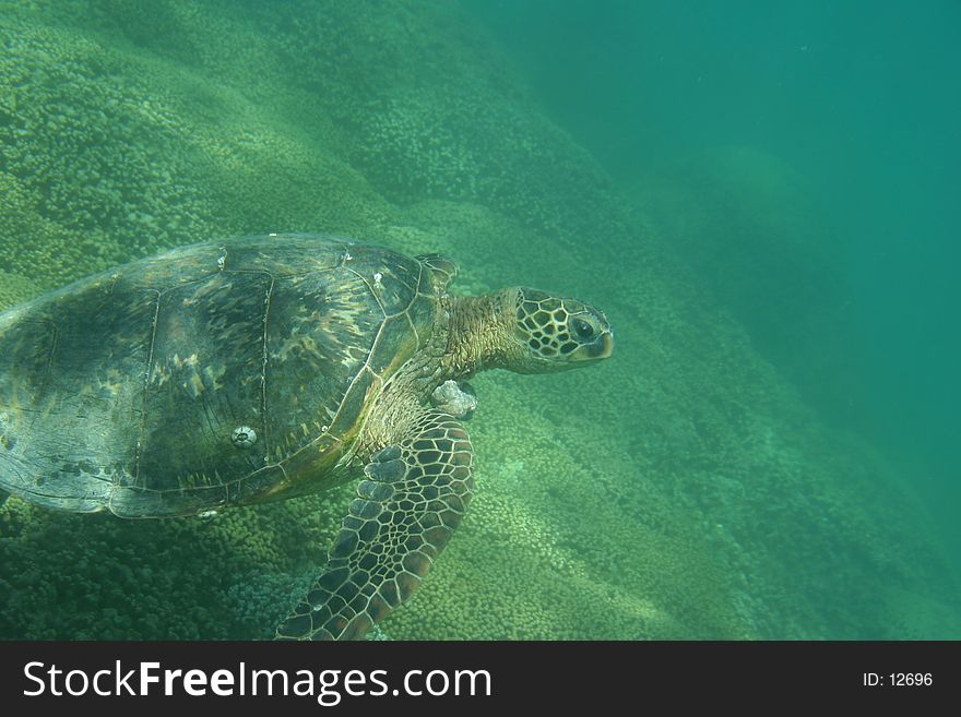 Underwater Photo of a Green Sea Turtle In Hawaii. Underwater Photo of a Green Sea Turtle In Hawaii.