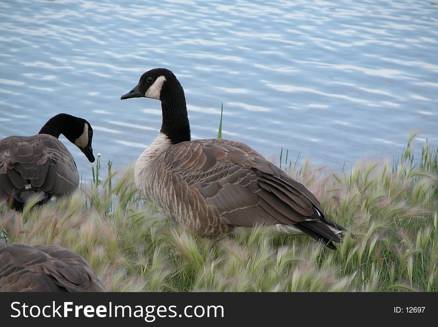 Canadian Geese at waters edge
