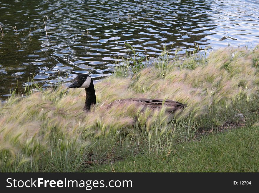 Canadian Goose nestled down by shore line. Canadian Goose nestled down by shore line