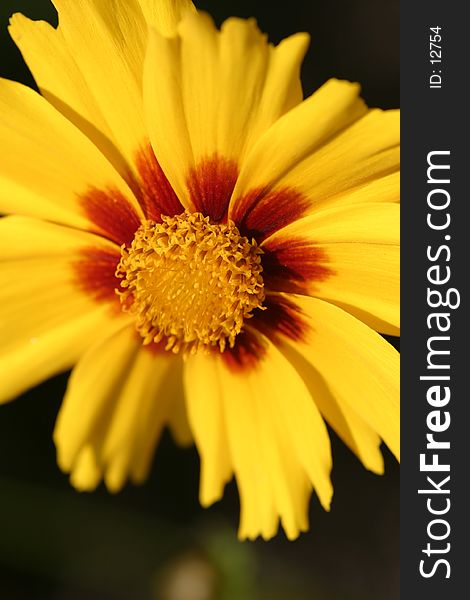 Yellow flower blossom with focus on the inner circle. Yellow flower blossom with focus on the inner circle