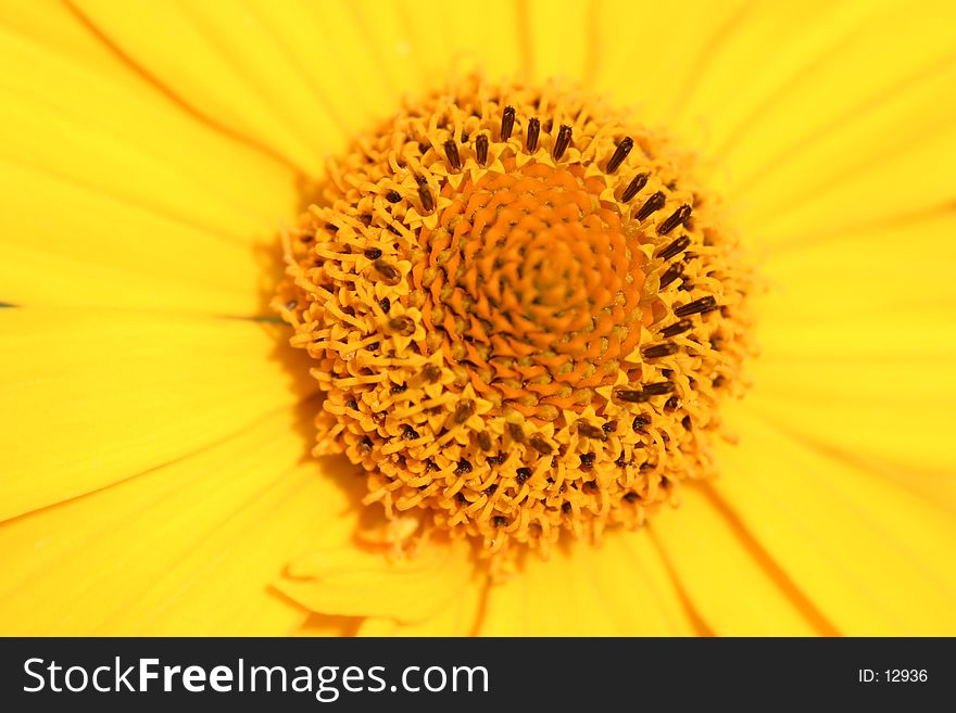 Yellow blossom