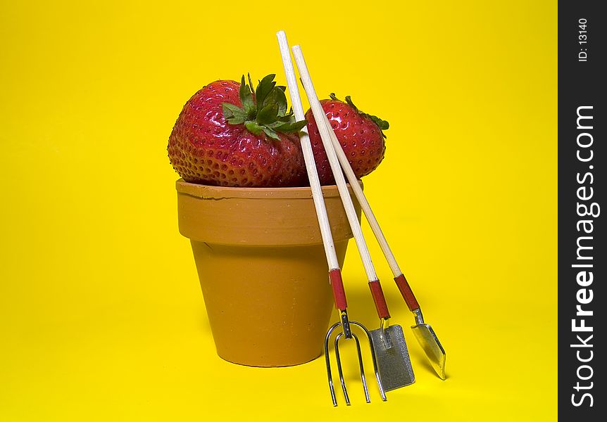 Photo of Potted Strawberries In Clay Pot on Yellow Background. Photo of Potted Strawberries In Clay Pot on Yellow Background