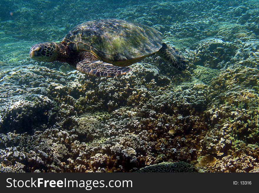 An Endangered Hawaiian Green Sea Turtle Swimming Off of the Coast of the Island of Oahu, Hawaii. An Endangered Hawaiian Green Sea Turtle Swimming Off of the Coast of the Island of Oahu, Hawaii.