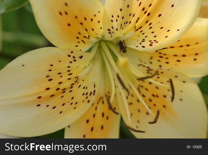 Yellow blossom