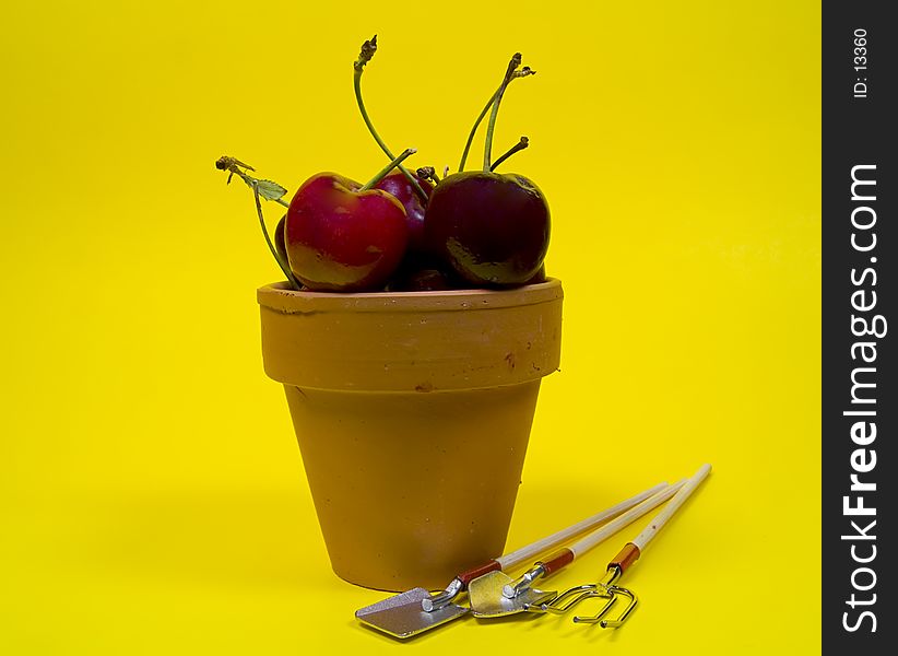 Potted Cherries