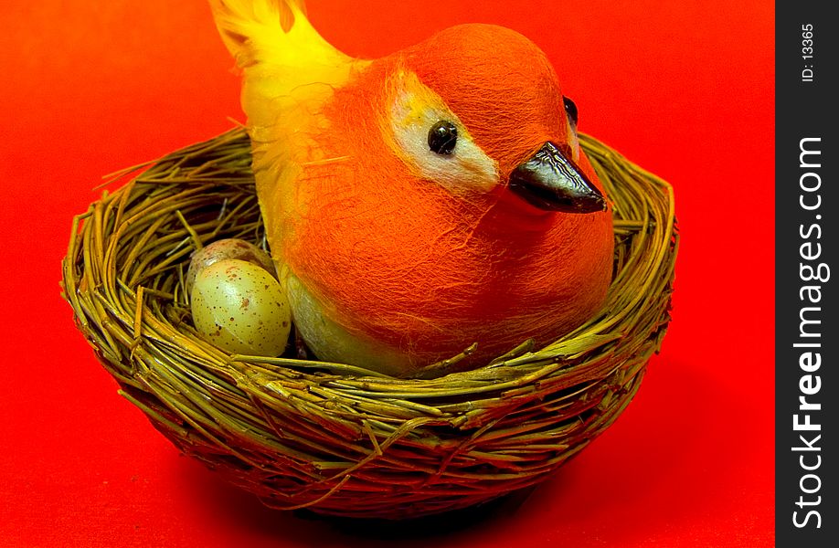 Photo of a Bird in Nest. Photo of a Bird in Nest