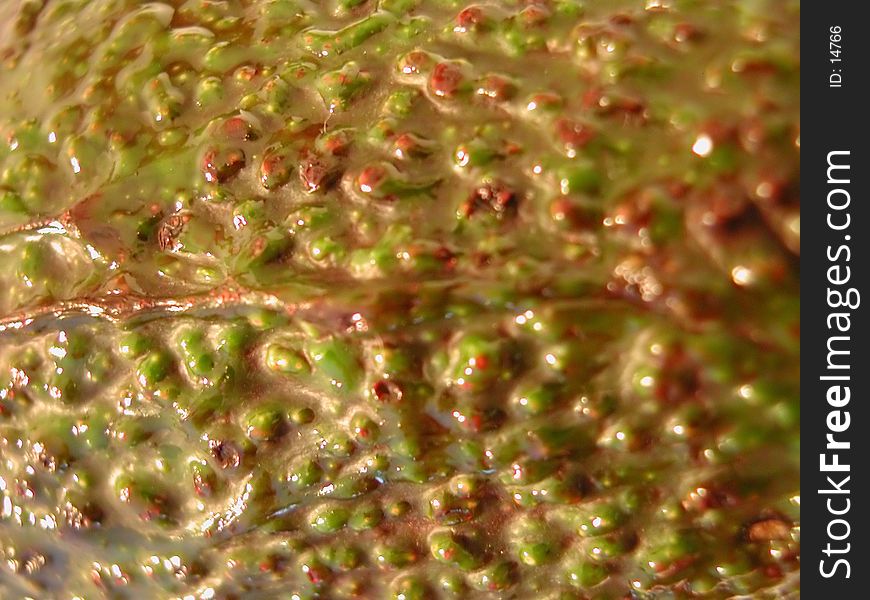 Detail of the skin of an avocado. Detail of the skin of an avocado.