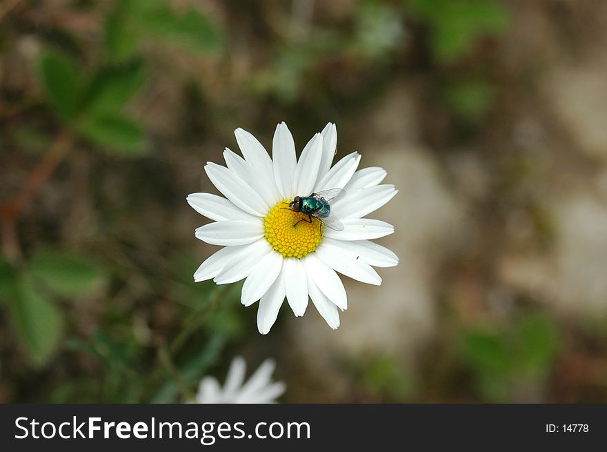 Bee With White Flower