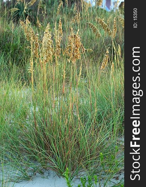 Tall grass in the dunes of Emerald Isle, North Carolina. Grass is lit by the rising sun