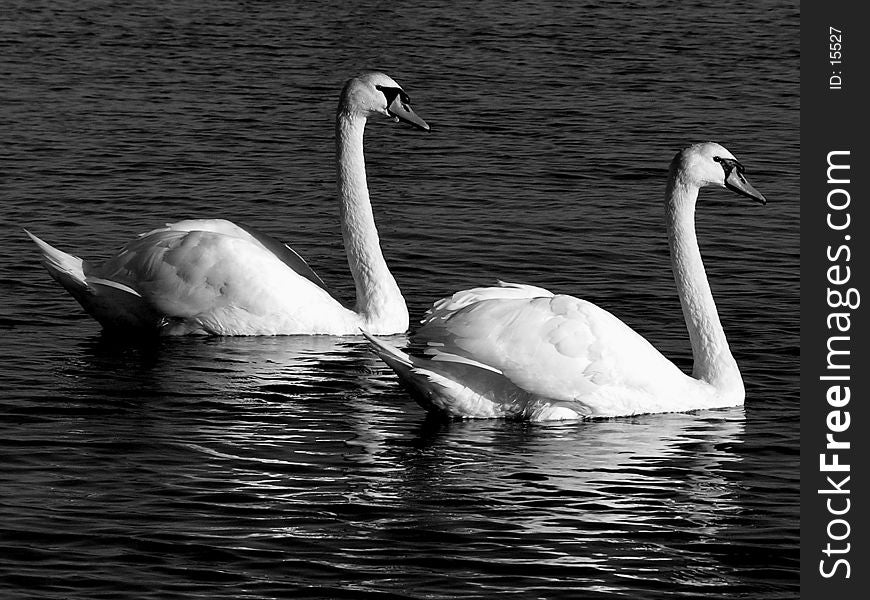 Night shot of Swans indicating bonding this is for the monochrome market. Night shot of Swans indicating bonding this is for the monochrome market