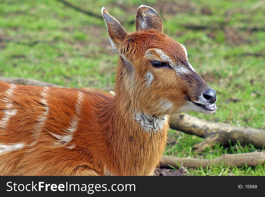 Close up of a Deer