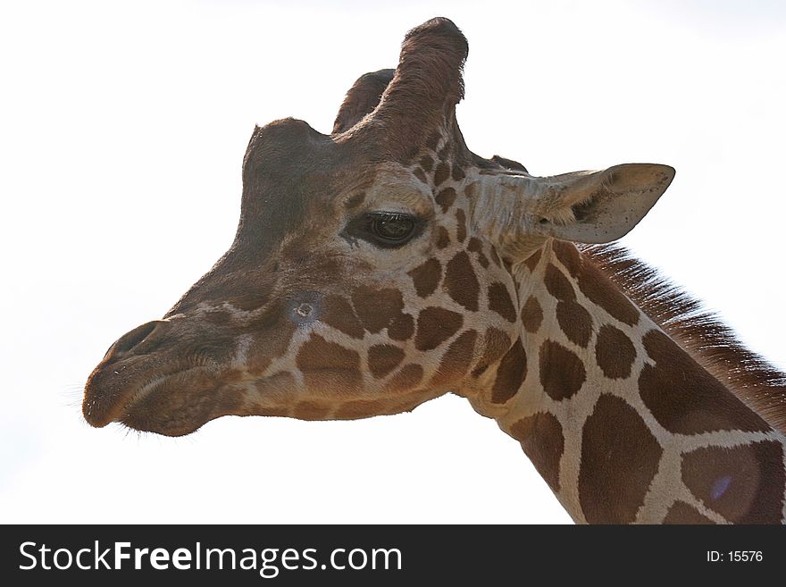 Close up a Giraffes head