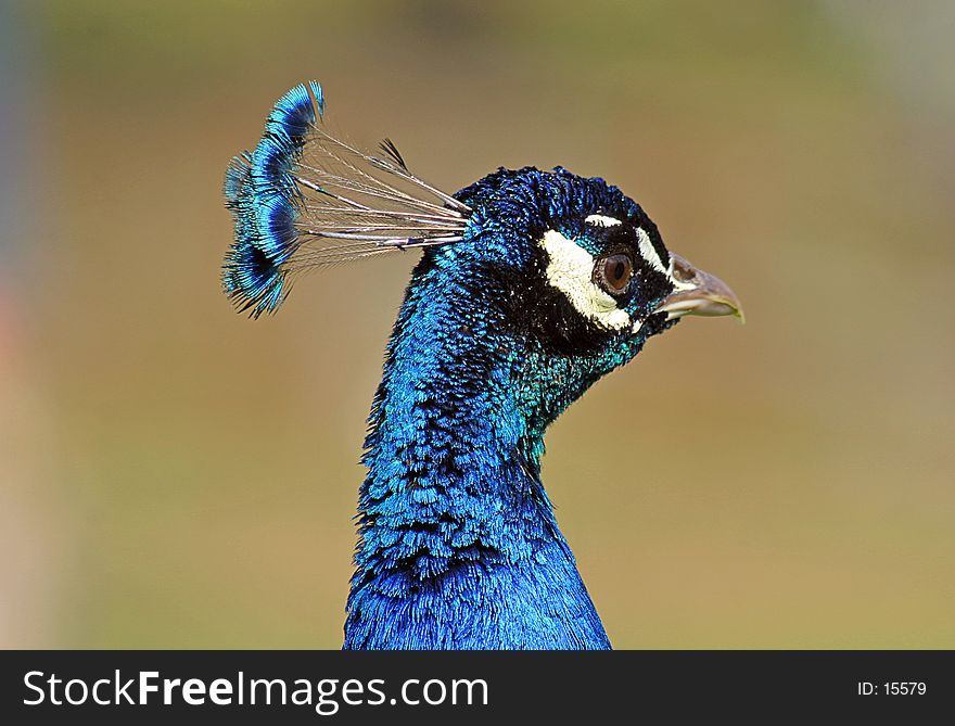 A close up photo of a Peacocks head