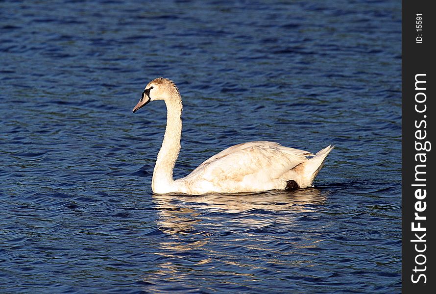 A Swan swimming in a lake