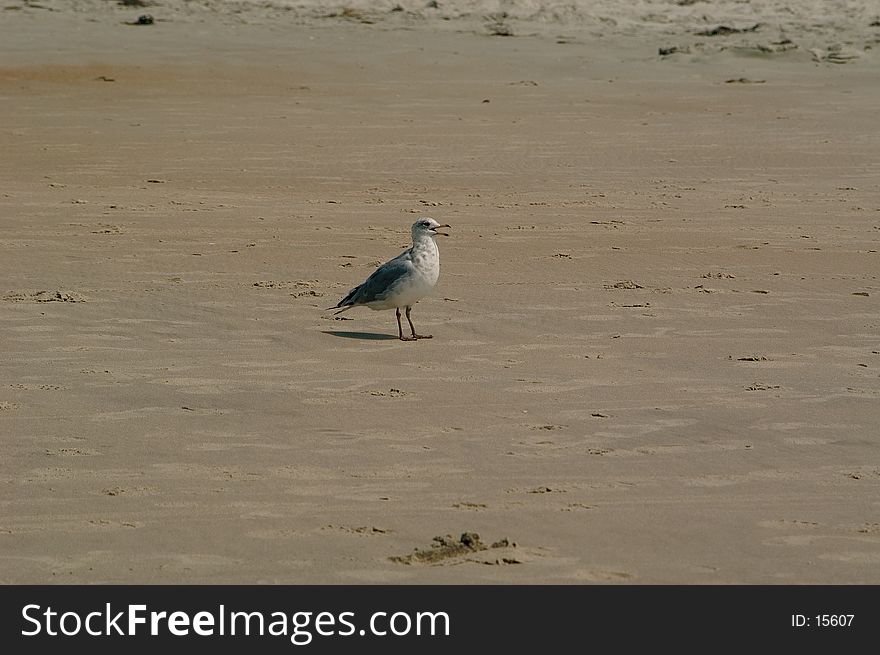 A seagull standing on the beach with mouth open, Emerald Isle, North Carolina. A seagull standing on the beach with mouth open, Emerald Isle, North Carolina