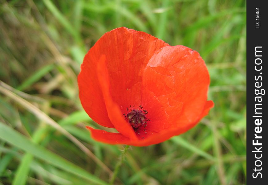 A closeup of red poppy.