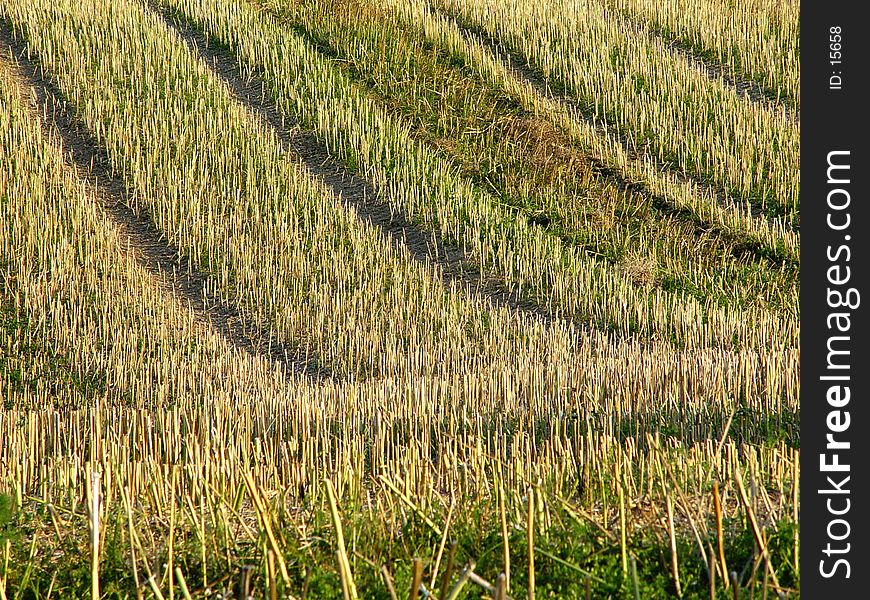 stubble field 2