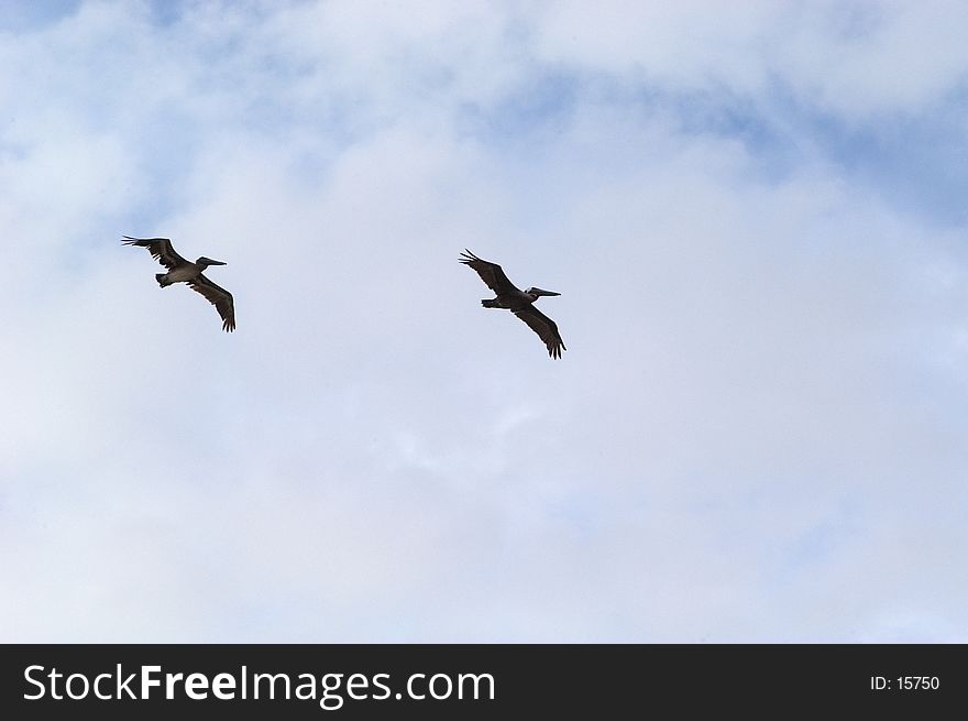 2 pelicans fly overhead. Emerald Island, North Carolina. 2 pelicans fly overhead. Emerald Island, North Carolina