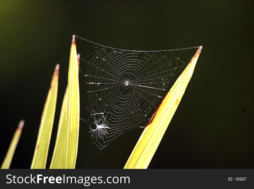 A spider web between two fern leaves