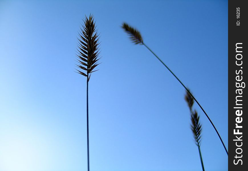 Grassy plants silhouetted in front of vibrant blue sky. Grassy plants silhouetted in front of vibrant blue sky.