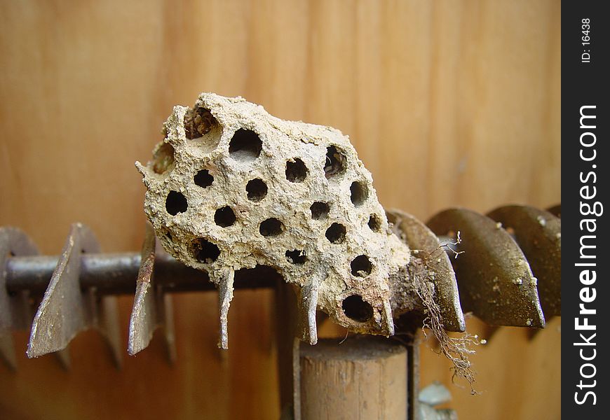 Close up of hornet nest on garden rake