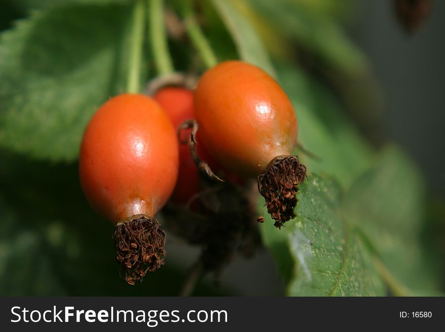 Orange Fruit